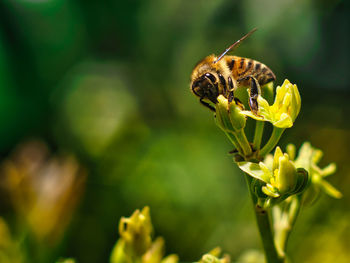 Close-up of bee pollinating on flower