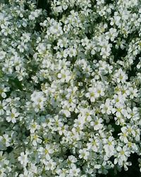 Full frame shot of flowers