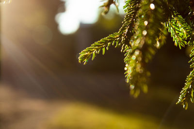 Close-up of plant growing on tree