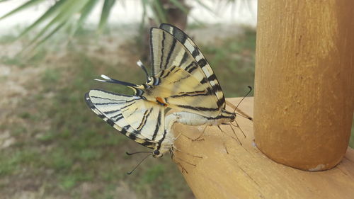 Close-up of insect on wood