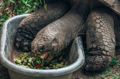 Close-up of elephant on field