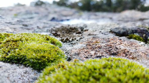 Close-up of moss on grass