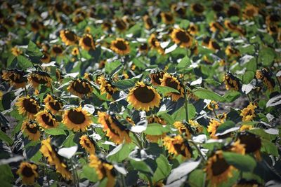 Close-up of yellow flowers growing on field