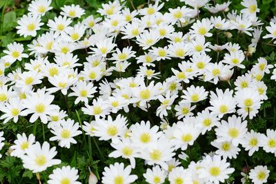 Full frame shot of white daisy flowers