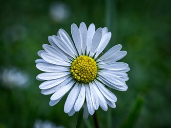 Close-up of white flower blooming outdoors