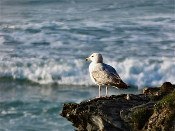 Close-up of seagull perching on rock