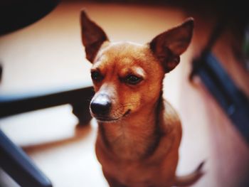 Close-up portrait of dog at home