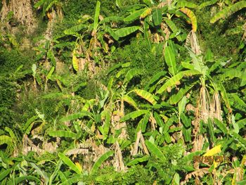 Close-up of plants