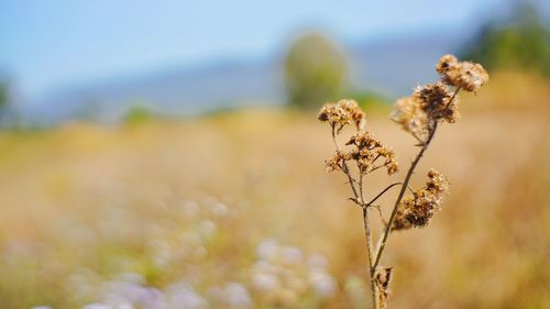 Close-up of wilted plant on field