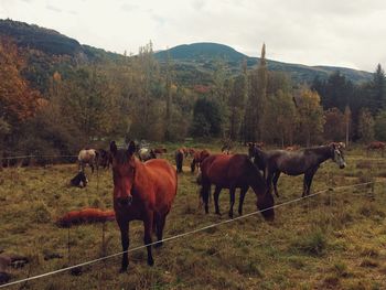 Horses grazing on grassy field