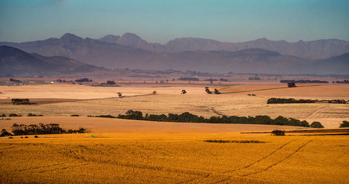 Scenic view of agricultural field against sky