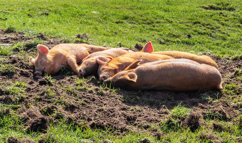 View of a sleeping resting on field