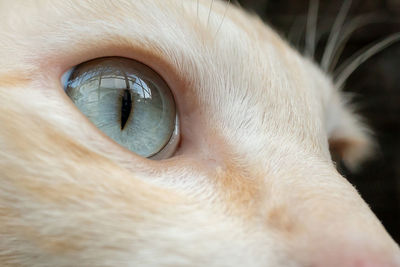 Close-up of dog eye