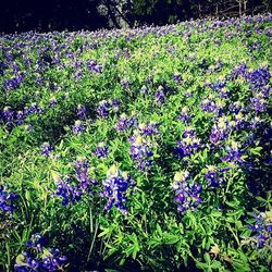 Close-up of purple flowers blooming in field