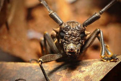 Close-up of longhorned beetle on dry leaves blurred background