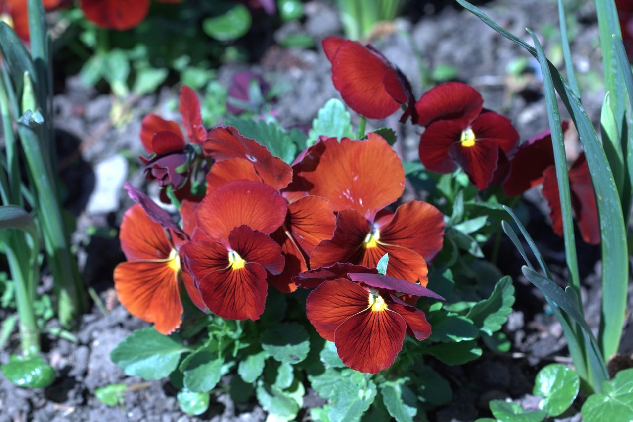 flowering plant, flower, fragility, vulnerability, petal, freshness, beauty in nature, growth, plant, flower head, inflorescence, close-up, nature, day, focus on foreground, no people, pansy, botany, red, front or back yard, outdoors, pollen