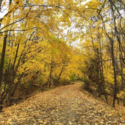 Autumn trees in forest