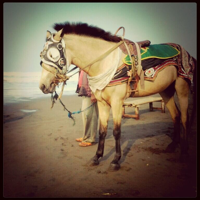 horse, sand, animal themes, beach, working animal, full length, transfer print, men, auto post production filter, domestic animals, camel, mammal, one animal, lifestyles, leisure activity, standing, sky, desert, walking