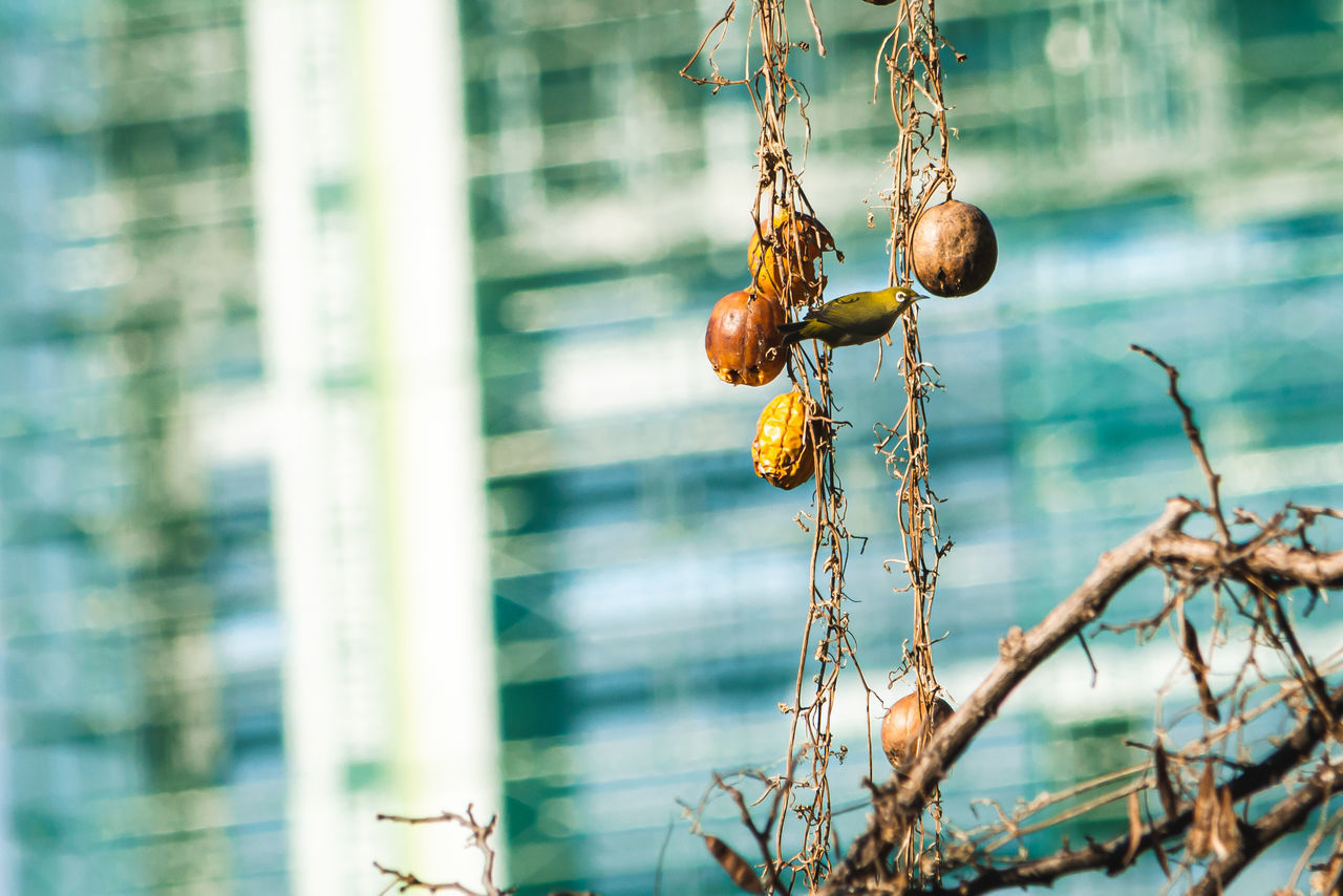 CLOSE-UP OF BERRIES GROWING ON PLANT