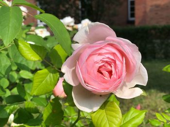 Close-up of rose roses