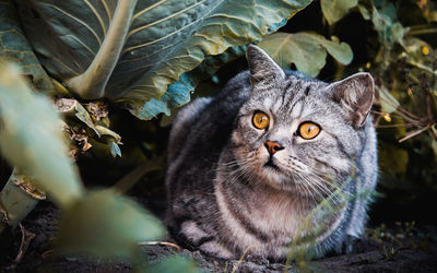 Portrait of cat by plant