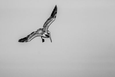 Close-up of eagle flying over white background