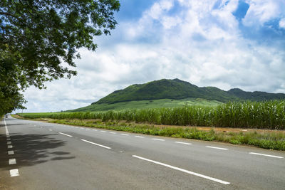 Sugsrcane field along road side in the west of the tropical island of mauritius