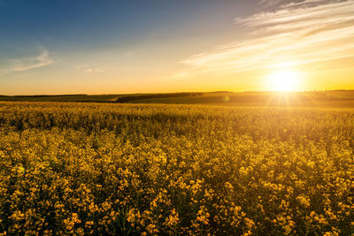 Rapeseed Field