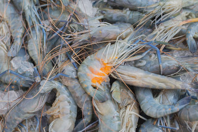 Close-up prawns