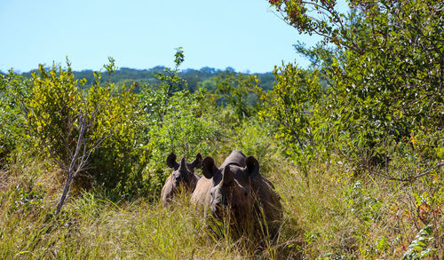 View of an animal on field