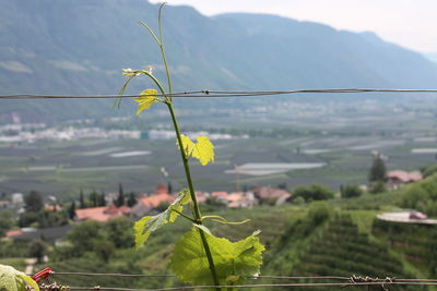 Close-up of plant against sky