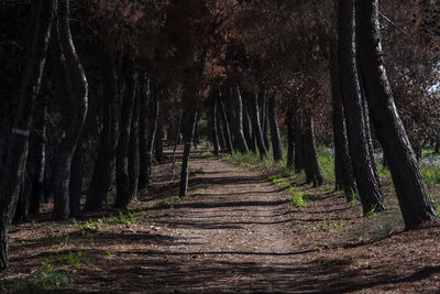 Footpath amidst trees in forest