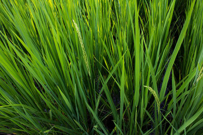 Full frame shot of rice growing on green field