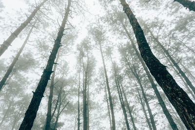 Low angle view of trees in forest against sky