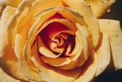 Full frame shot of yellow rose