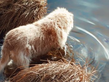 High angle view of sheep in lake