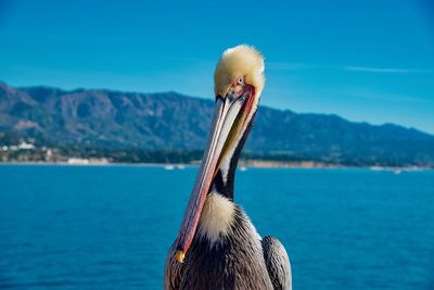 Close-up of a bird against blue sky