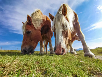 Two horses on a prairie head close-up