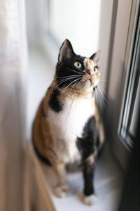 Cat looking away while sitting by window