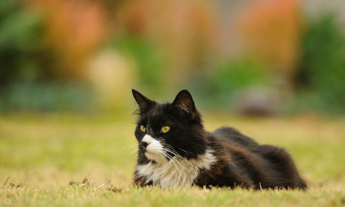 Portrait of cat on grass