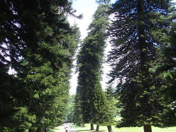 Low angle view of trees