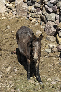 Close-up of horse on field