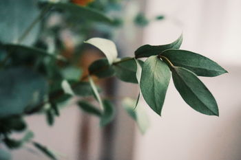 Close-up of plants