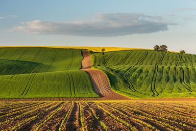 Scenic view of agricultural field against sky