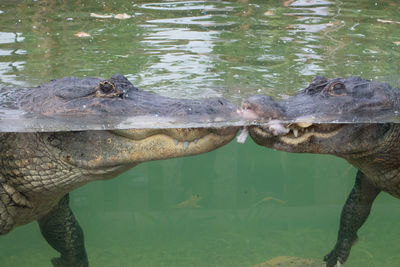 Alligators eating meat underwater at aquarium