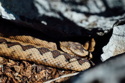 Close-up of a lizard on a tree