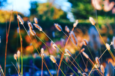 Close-up of purple flowering plants on field