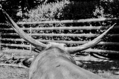 Close-up of horse on field