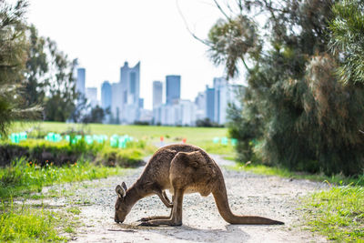 Kangaroo on field against sky in city