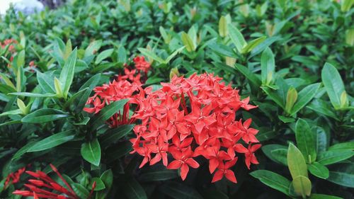 Close-up of red flowering plants